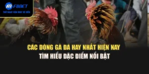 Các dòng gà đá hay nhất