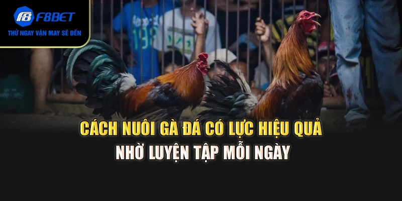 Cách nuôi gà đá có lực hiệu quả nhờ luyện tập mỗi ngày